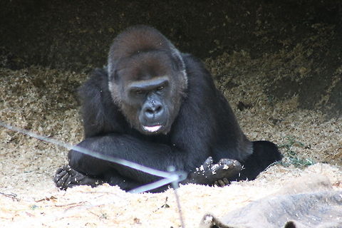 Gorilla  Gorilla gorilla gorilla,Western lowland gorilla