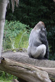 gorilla  Gorilla gorilla gorilla,Western lowland gorilla