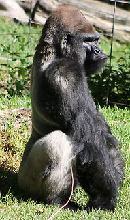 Gorilla  Gorilla gorilla gorilla,Western lowland gorilla