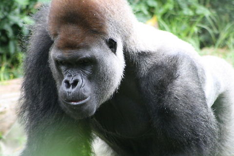 Gorilla  Gorilla gorilla gorilla,Western lowland gorilla