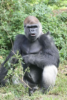 Gorilla  Gorilla gorilla gorilla,Western lowland gorilla