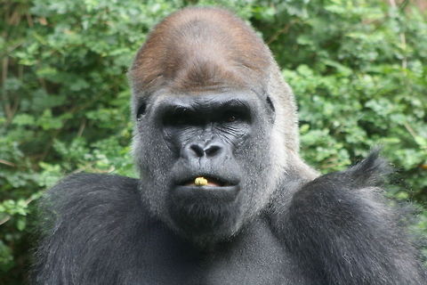 Gorilla  Gorilla gorilla gorilla,Western lowland gorilla