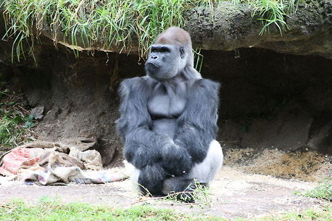 Gorilla  Gorilla gorilla gorilla,Western lowland gorilla