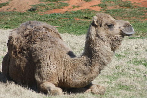 Dromedary Camel  Australia,Camelus dromedarius,Dromedary camel,Geotagged