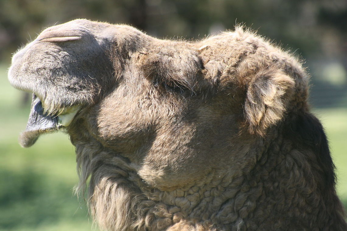 Dromedary Camel  Australia,Camelus dromedarius,Dromedary camel,Geotagged