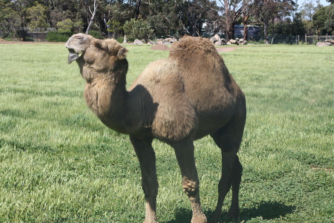 Dromedary Camel  Camelus dromedarius,Dromedary camel