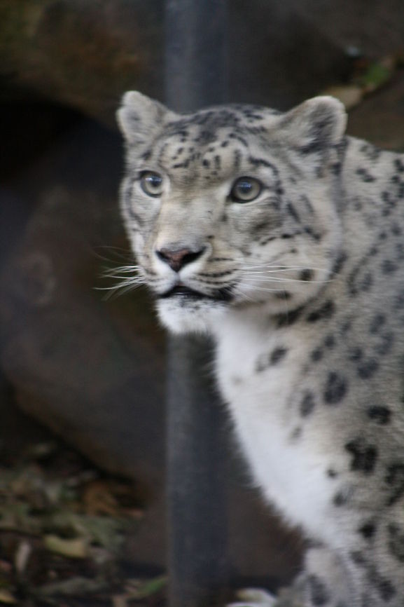 Snow Leopard  Snow leopard,Uncia uncia