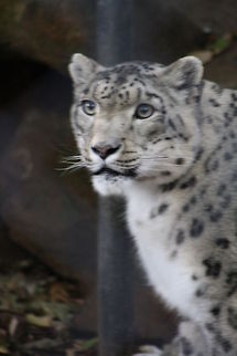 Snow Leopard  Snow leopard,Uncia uncia