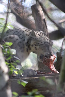 Snow_Leopard  Uncia uncia,snow l