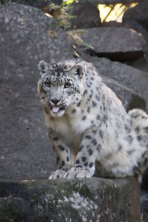 Snow_Leopard  Uncia uncia,snow l