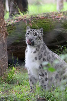 Snow_leopard  Uncia uncia,snow leopard (panthera uncia)