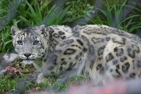 Snow_leopard  Uncia uncia,snow l