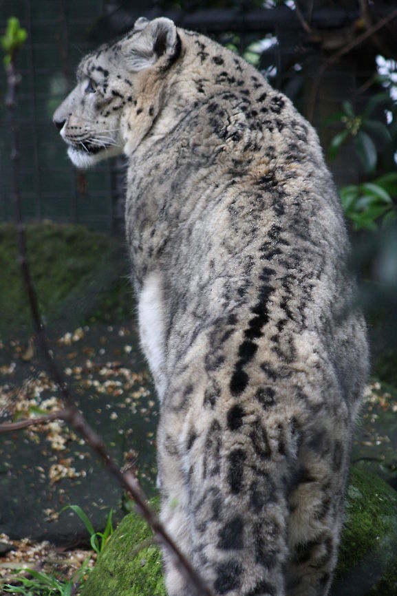 Snow_Leopard  Uncia uncia,snow l