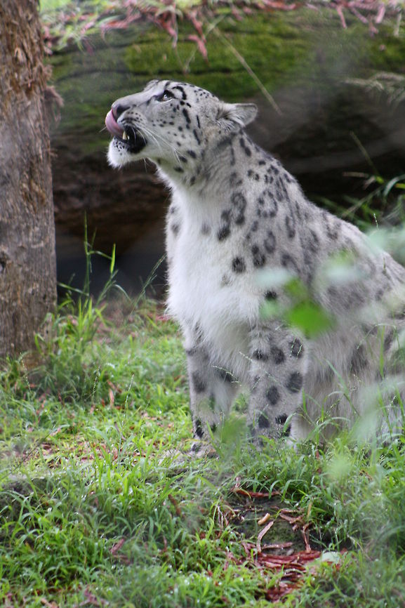 Snow_leopard whats up  Uncia uncia,snow l