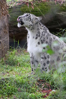 Snow_leopard whats up  Uncia uncia,snow l