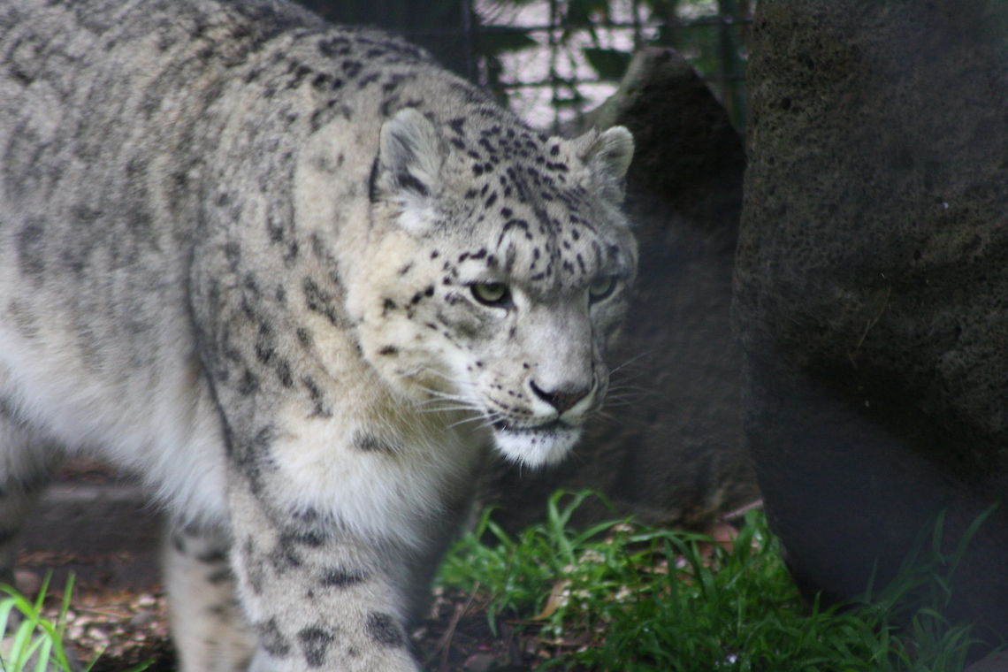 Snow_Leopard  Snow leopard,Uncia uncia
