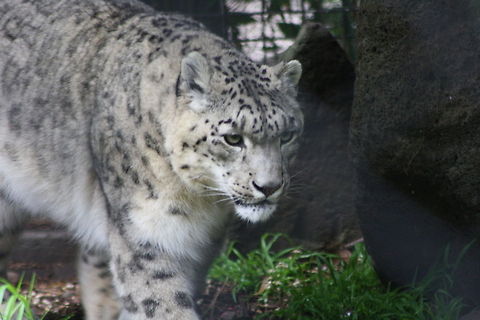 Snow_Leopard  Snow leopard,Uncia uncia
