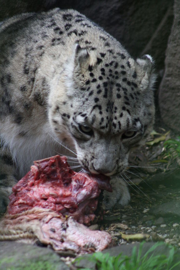 Snow_Leopard lunch is served  Snow leopard,Uncia uncia