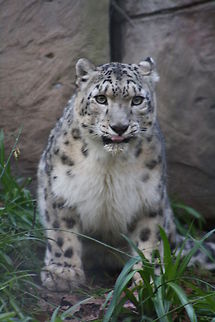 Snow_leopard  Snow leopard,Uncia uncia