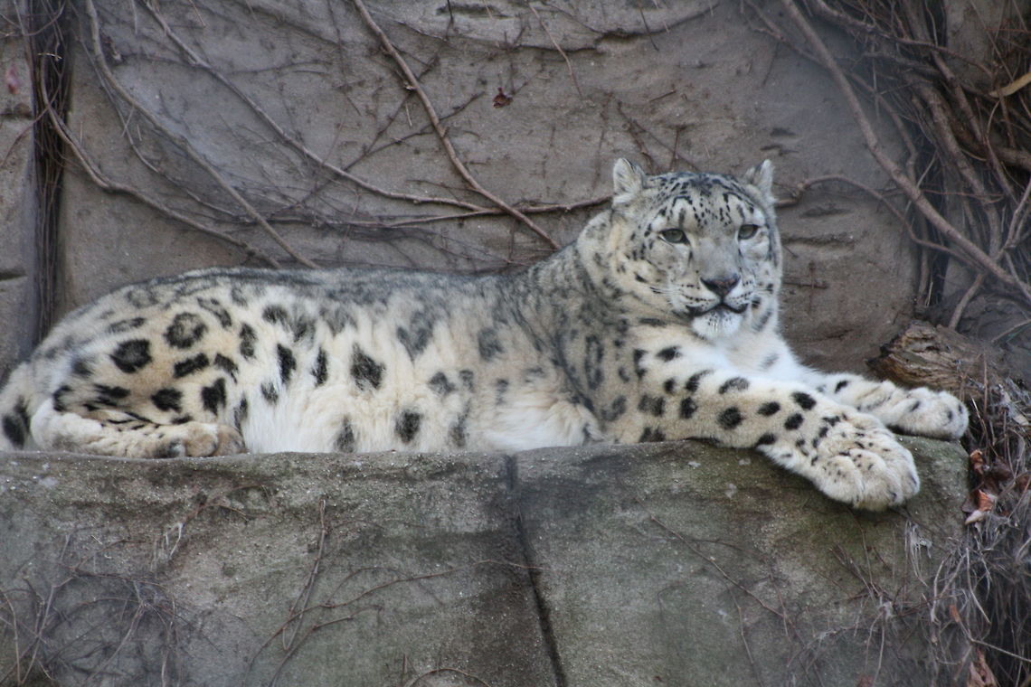 Snow_leopard  Snow leopard,Uncia uncia