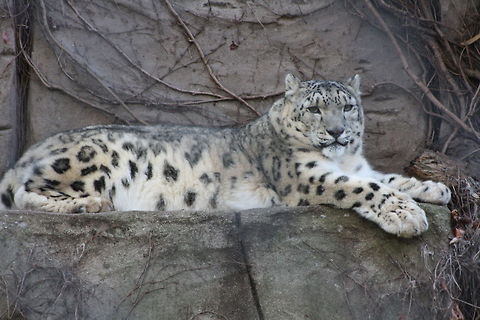 Snow_leopard  Snow leopard,Uncia uncia