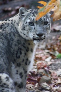 Snow_Leopard  Snow leopard,Uncia uncia
