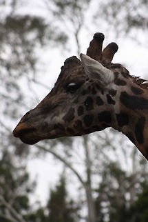Rothschild_Giraffe  Giraffa camelopardalis rothschildi,Rothschild Giraffe