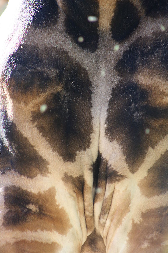 Rothschild_Giraffe  Giraffa camelopardalis rothschildi,Rothschild Giraffe