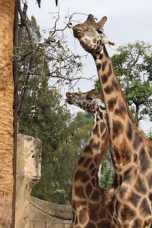 Rothschild_Giraffe  Giraffa camelopardalis rothschildi,Rothschild Giraffe