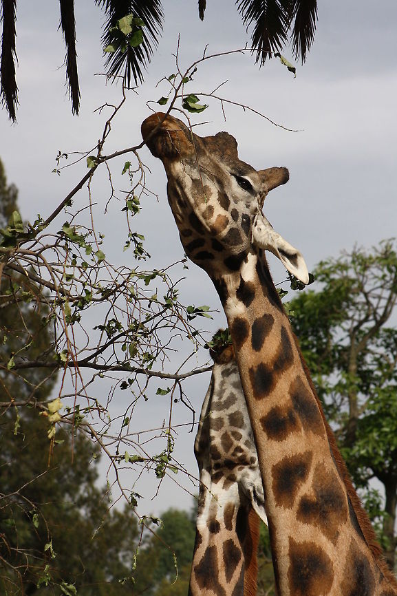 Rothschild_Giraffe  Giraffa camelopardalis rothschildi,Rothschild Giraffe