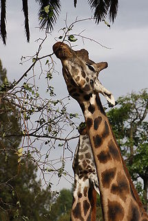Rothschild_Giraffe  Giraffa camelopardalis rothschildi,Rothschild Giraffe
