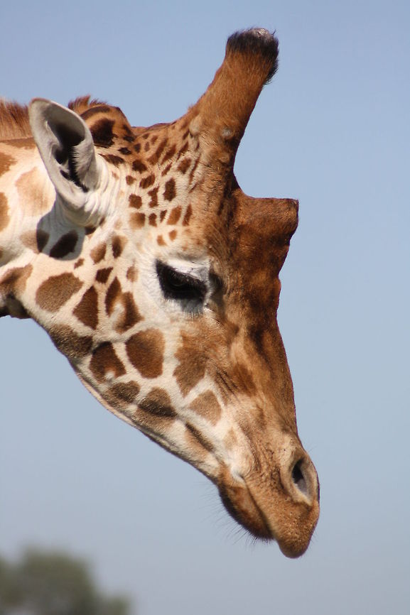 Rothschild_Giraffe  Giraffa camelopardalis rothschildi,Rothschild Giraffe