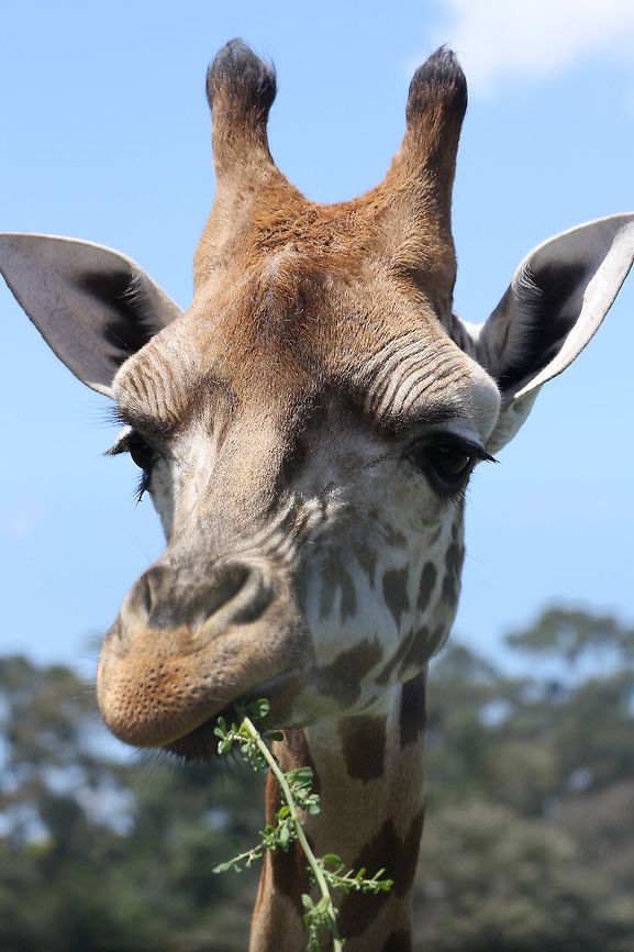Rothschild_Giraffe  Giraffa camelopardalis rothschildi,Rothschild Giraffe