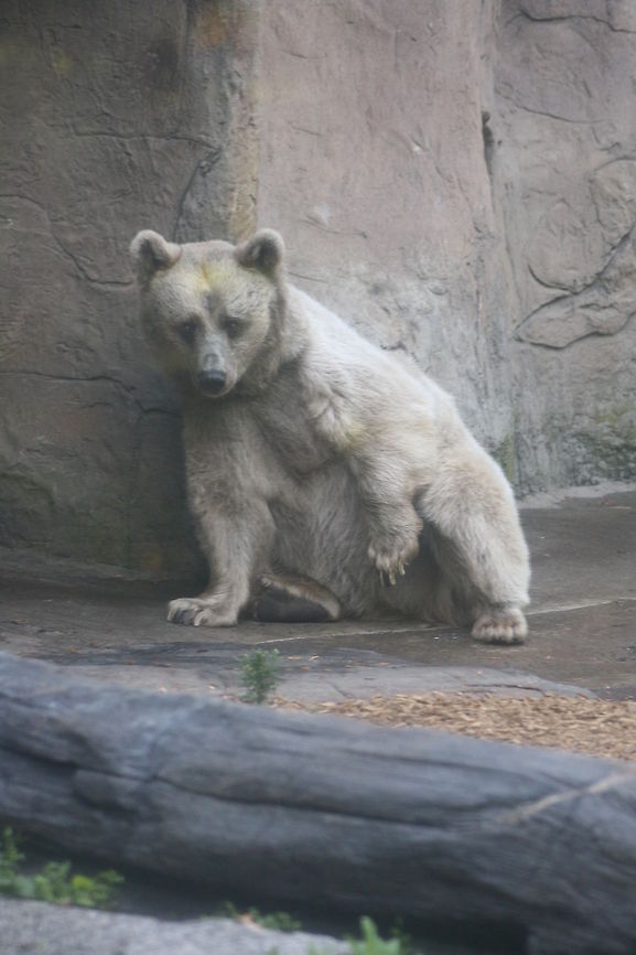Syrian Brown Bear  Syrian brown bear,Ursus arctos syriacus