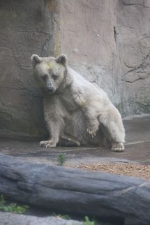 Syrian Brown Bear  Syrian brown bear,Ursus arctos syriacus