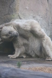 Syrian Brown Bear what the????  Syrian brown bear,Ursus arctos syriacus