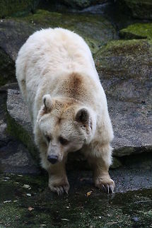 Syrian Brown Bear  Syrian brown bear,Ursus arctos syriacus