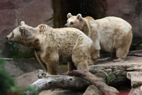Syrian_Bear Brown It is possible that the Syrian Brown Bear is extinct in Syria. Habitat loss, trophy hunting and retribution killing are the threats for this subspecies.    Syrian brown bear,Ursus arctos syriacus