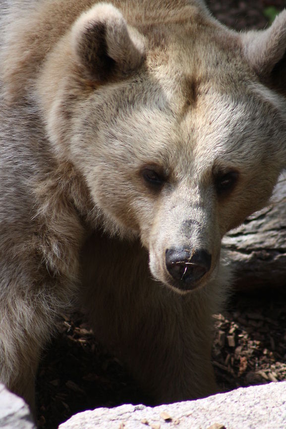 Syrian Brown_Bear  Syrian brown bear,Ursus arctos syriacus