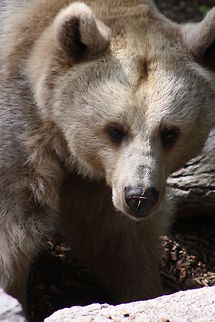 Syrian Brown_Bear  Syrian brown bear,Ursus arctos syriacus
