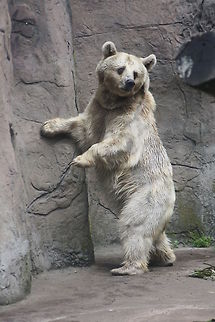 Syrian_Brown_Bear.  Syrian brown bear,Ursus arctos syriacus