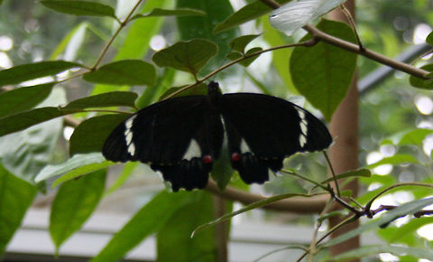 Orchard Swallowtail Butterfly (Male)  Orchard Swallowtail Butterfly,Papilio aegeus