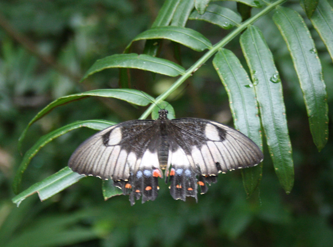 Orchard Swallowtail Butterfly (Female)  Orchard Swallowtail Butterfly,Papilio aegeus