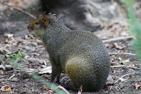 Brazilian Agouti  Brazilian Agouti,Dasyprocta leporina
