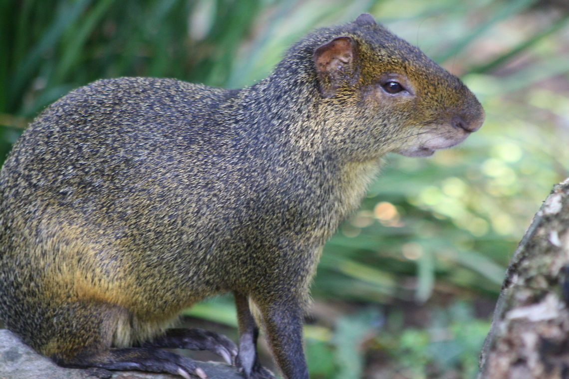 Brazilian Agouti  Brazilian Agouti,Dasyprocta leporina