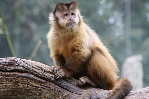 Black-capped Capuchin  Cebus apella,Tufted capuchin