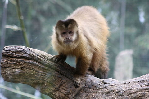 Black-capped Capuchin  Cebus apella,Tufted capuchin