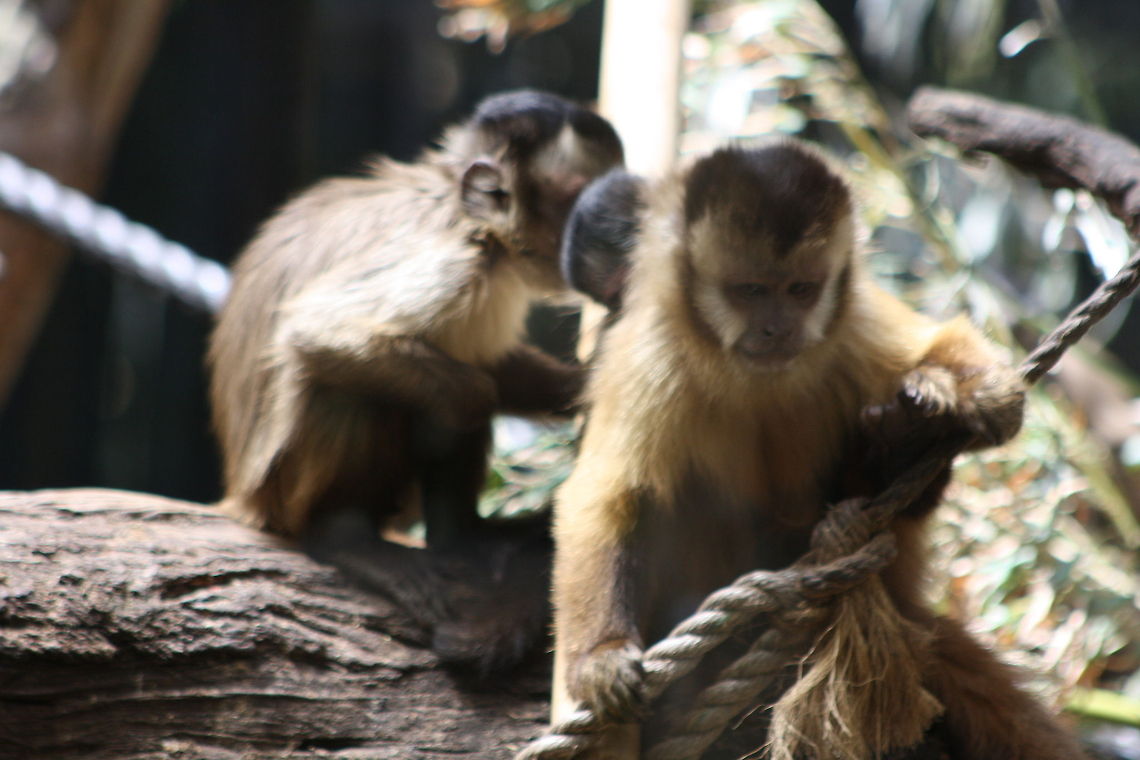 Black-capped Capuchin  Cebus apella,Tufted capuchin
