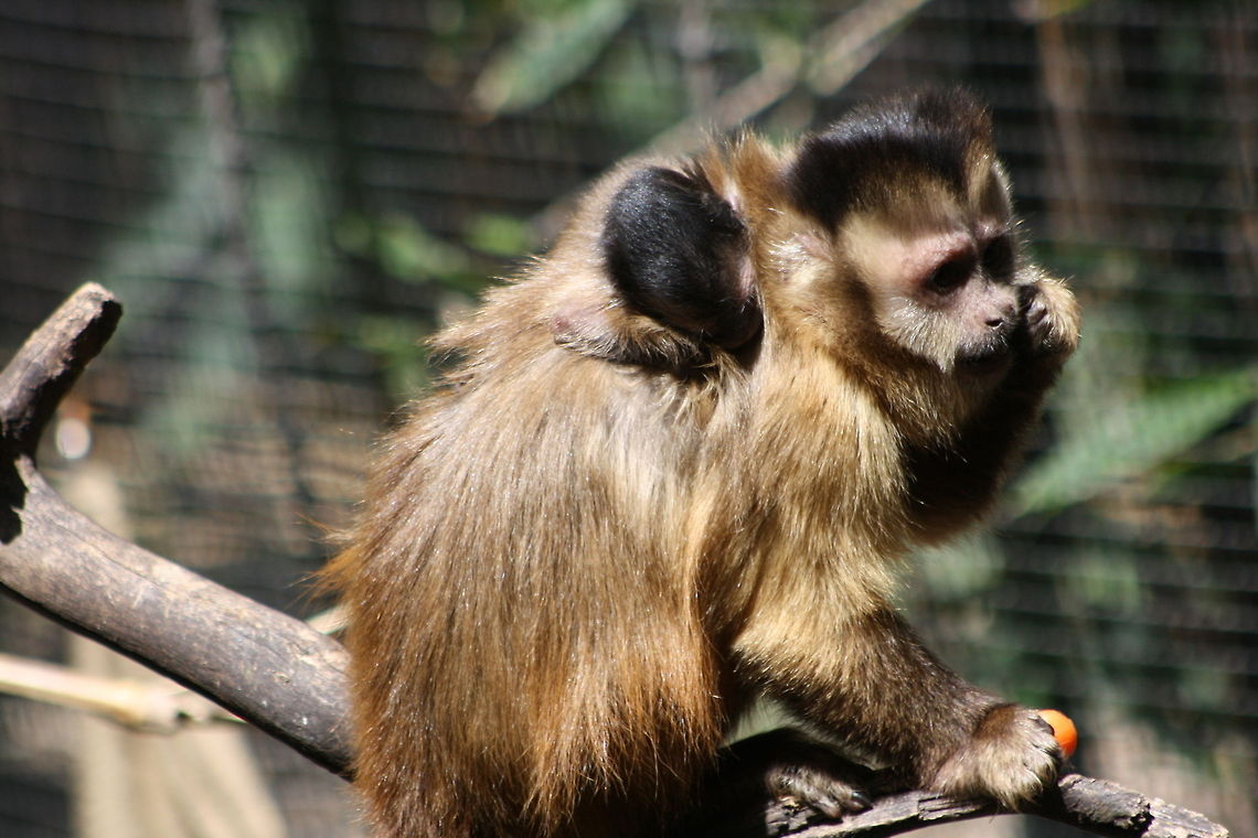Black-capped Capuchin with young  Cebus apella,Tufted capuchin