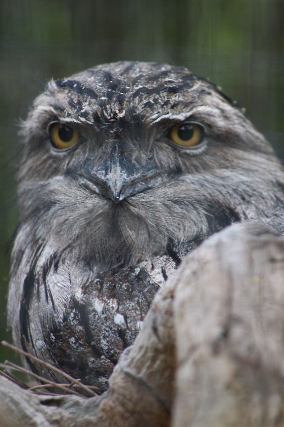 Tawny Frogmouth Most widespread frogmouth.  They a found all over Australia and Tasmania.  They like forest, rain forest, open woodlands, timbered watercourses, park as well as gardens.  They are between 33-50cm. Male is larger.  Active at dusk, they glide down on prey like the Kookaburra. Podargus strigoides,Tawny Frogmouth